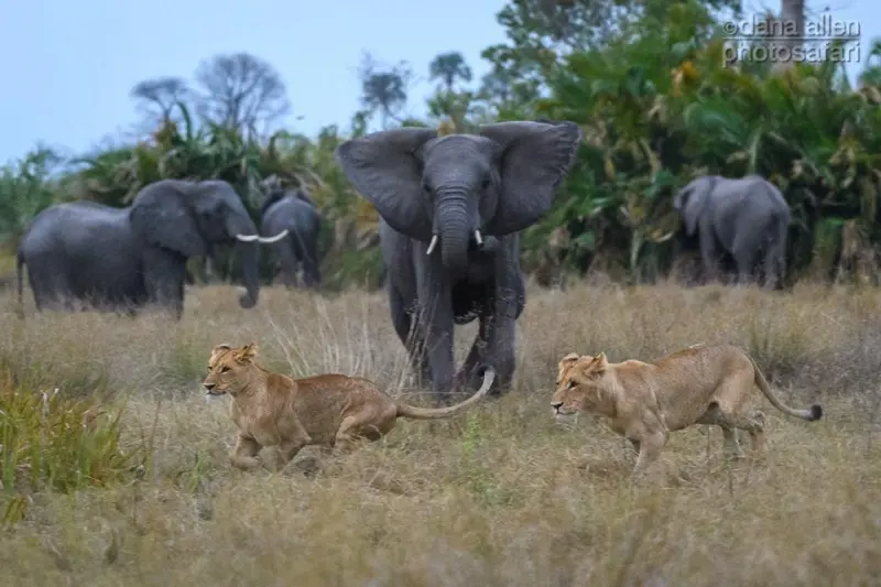 Full Day Chobe Trip