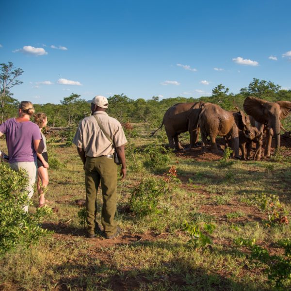 Elephant Encounter