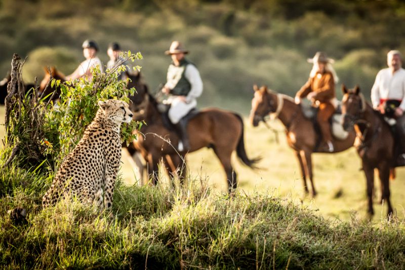 Horse Back Safari — Novice / Experienced