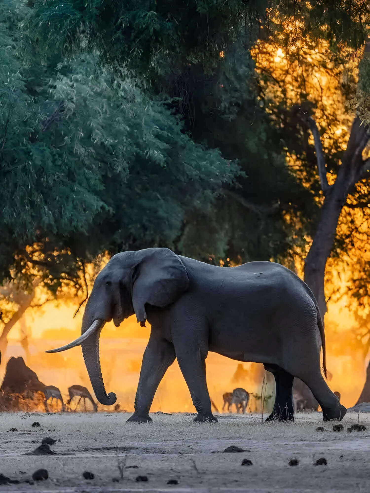 Bubbles Tours & Safaris guides on the Zambezi