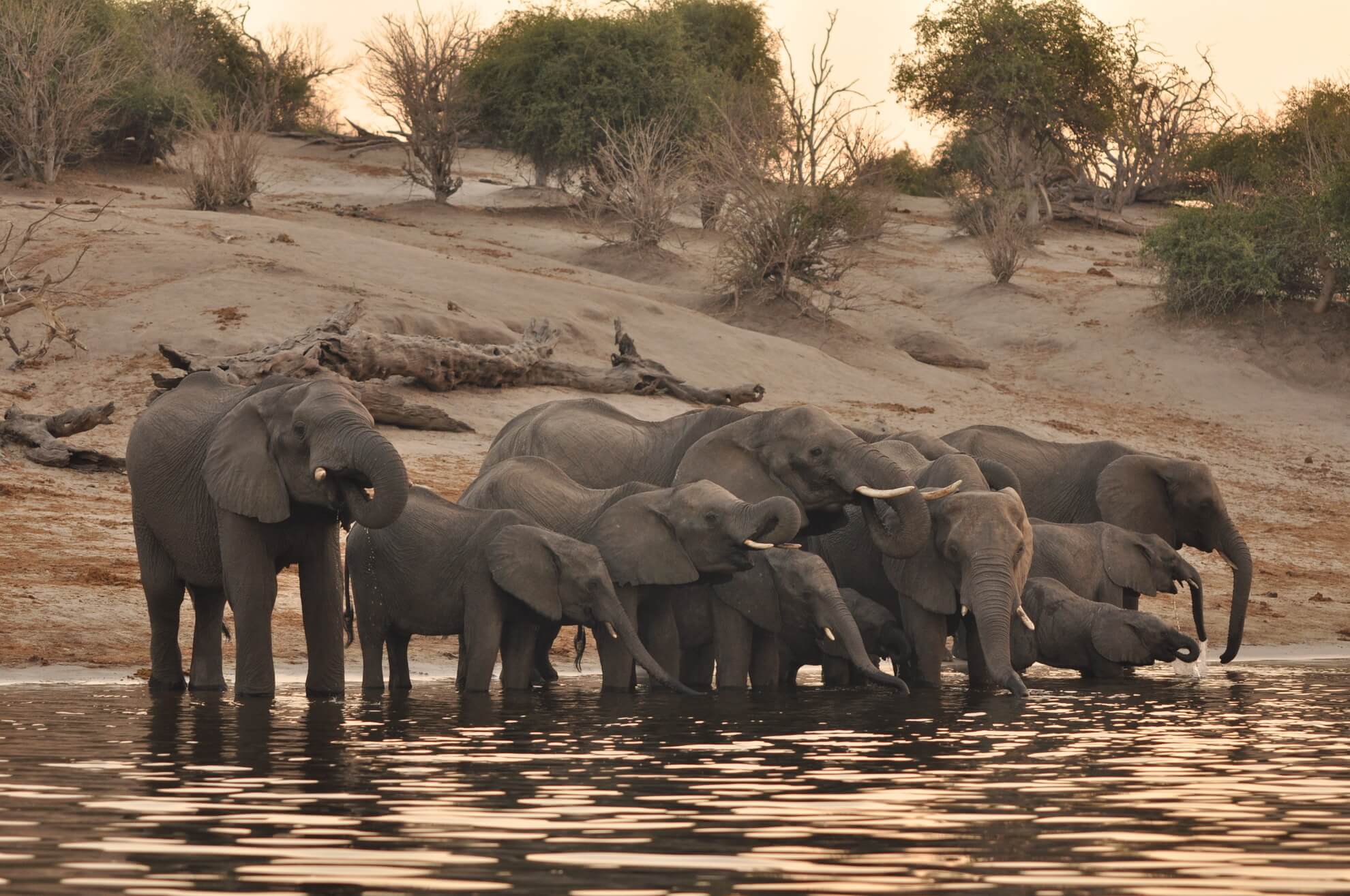 Chobe versus Zambezi safari comparison